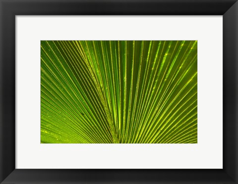 Framed Palm frond, Fiji Print