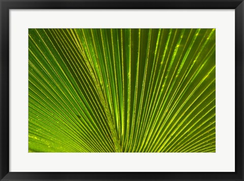 Framed Palm frond, Fiji Print