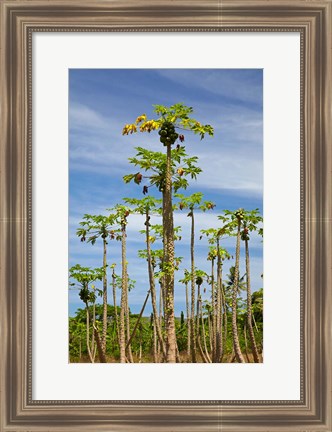 Framed Pawpaw (papaya) plantation, Lower Sigatoka Valley, Sigatoka, Coral Coast, Viti Levu, Fiji Print