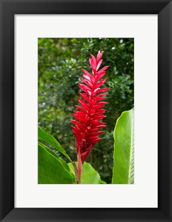 Framed Red Ginger Flower (Alpinia purpurata), Fiji Print