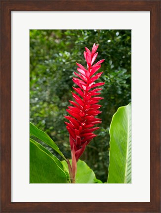 Framed Red Ginger Flower (Alpinia purpurata), Fiji Print