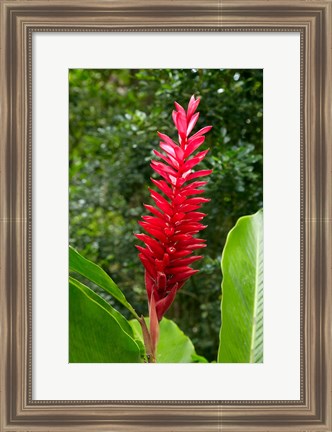 Framed Red Ginger Flower (Alpinia purpurata), Fiji Print