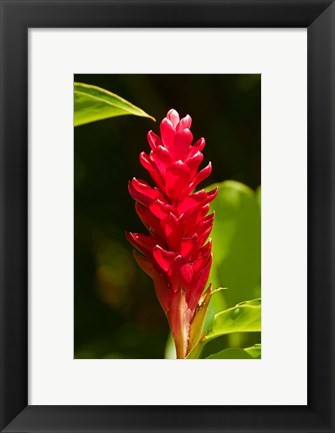 Framed Red Ginger Flower (Alpinia purpurata), Nadi, Viti Levu, Fiji Print