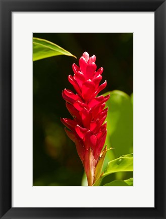 Framed Red Ginger Flower (Alpinia purpurata), Nadi, Viti Levu, Fiji Print