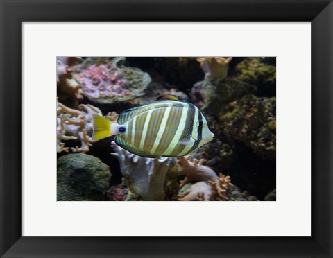 Framed Sailfin tang fish, Kula Eco Park, Viti Levu, Fiji Print