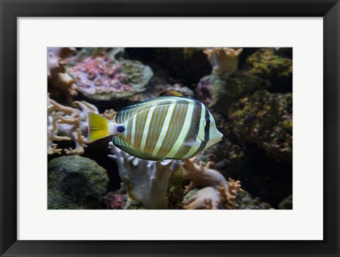 Framed Sailfin tang fish, Kula Eco Park, Viti Levu, Fiji Print