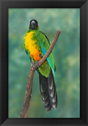 Framed Sulphur-breasted Musk Parrot, Tropical bird, Fiji Print