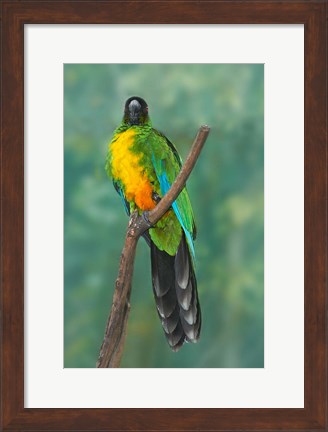 Framed Sulphur-breasted Musk Parrot, Tropical bird, Fiji Print