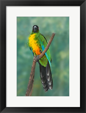 Framed Sulphur-breasted Musk Parrot, Tropical bird, Fiji Print