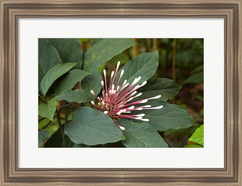 Framed Tropical flower, Coral Coast, Viti Levu, Fiji Print