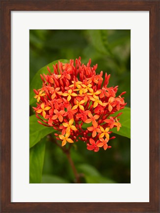 Framed Tropical flower, Fiji Print