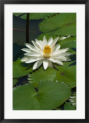 Framed Fiji, Water lily flower Print