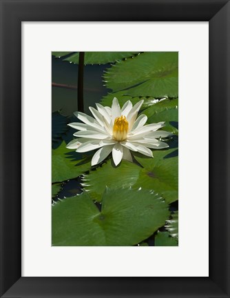 Framed Fiji, Water lily flower Print