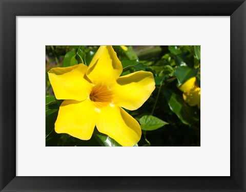 Framed Fiji, Viti Levu Island Flower Print