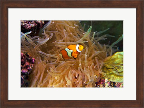 Framed Close up of a Clown Fish in an Anemone, Nadi, Fiji Print