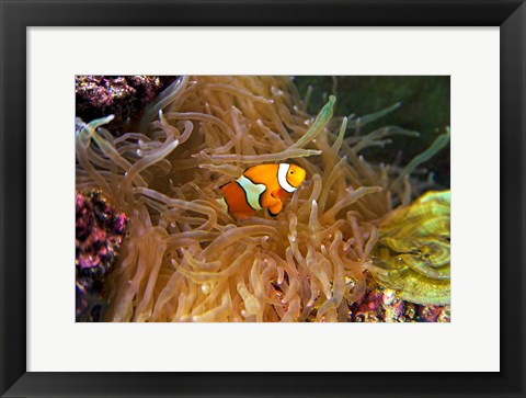 Framed Close up of a Clown Fish in an Anemone, Nadi, Fiji Print