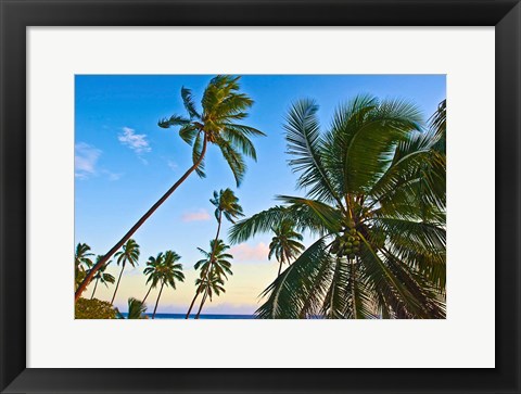 Framed Nanuku Levu, Fiji Islands palm trees with coconuts, Fiji, Oceania Print