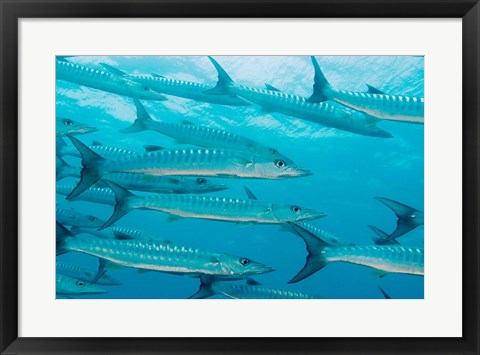 Framed Golden Dream Reef, Bligh Water Area, Fiji Islands Print