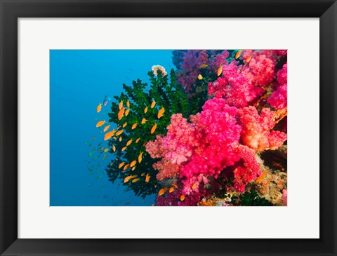 Framed Multicolor Soft Corals, Coral Reef, Bligh Water Area, Viti Levu, Fiji Islands Print