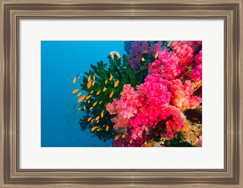 Framed Multicolor Soft Corals, Coral Reef, Bligh Water Area, Viti Levu, Fiji Islands Print