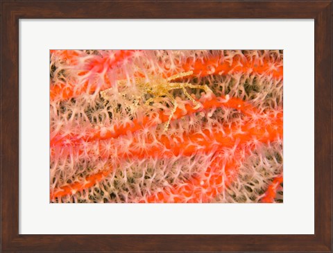 Framed Marine Life, Fiji Print