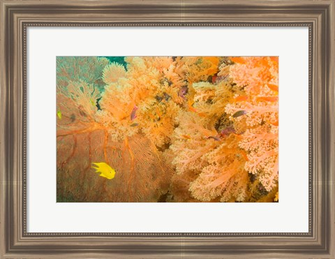 Framed Golden Dream Reef, Bligh Water Area, Viti Levu, Fiji Islands Print