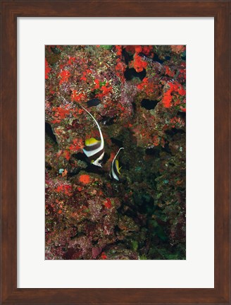 Framed Bannerfish, Viti Levu, Fiji Print