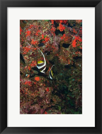 Framed Bannerfish, Viti Levu, Fiji Print