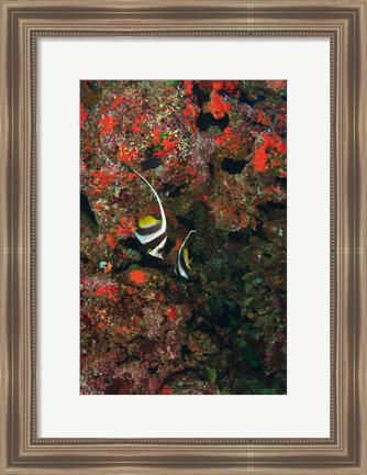 Framed Bannerfish, Viti Levu, Fiji Print