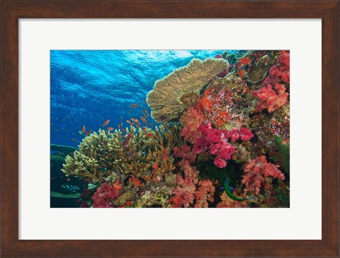 Framed Fairy Basslet fish, Fiji Print