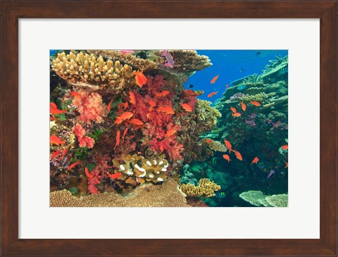 Framed Fairy Basslet fish in Viti Levu, Fiji Print