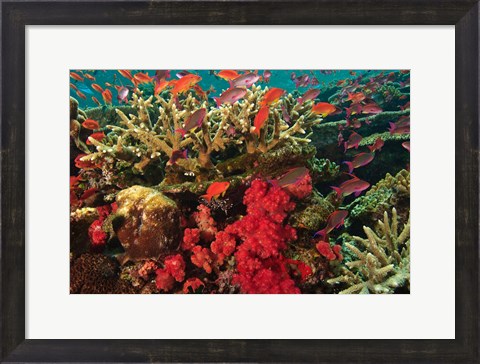 Framed Fairy Basslet fish Swimming near Coral, Fiji Print