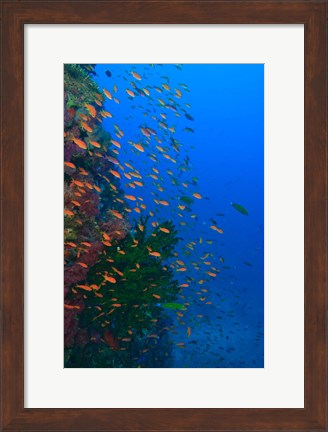 Framed Shoal of Fairy Basslet fish, Viti Levu, Fiji Print