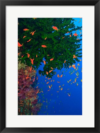 Framed Fairy Basslet fish and Green Coral, Viti Levu, Fiji Print