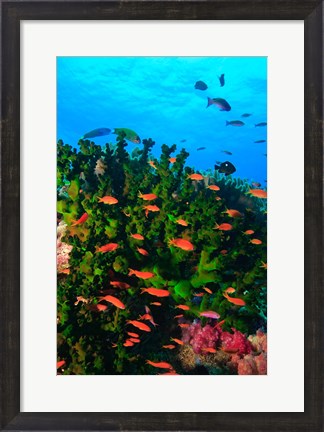 Framed Fairy Basslet fish in Clear Blue Waters, Viti Levu, Fiji Print