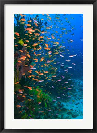 Framed Scuba Diver, Fairy Basslet fish Viti Levu Fiji Print