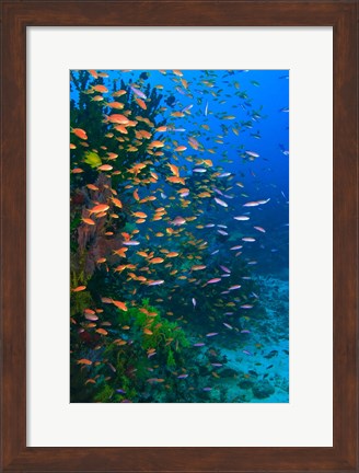 Framed Scuba Diver, Fairy Basslet fish Viti Levu Fiji Print