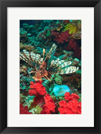 Framed Lionfish, Rainbow Reef, Taveuni Island, Fiji Print