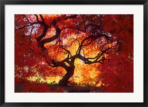 Framed Japanese Maple, Darien, Connecticut Print