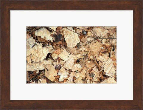 Framed Wood Chips on a TPL Property, Goshen, Connecticut Print