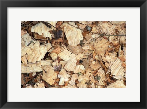 Framed Wood Chips on a TPL Property, Goshen, Connecticut Print