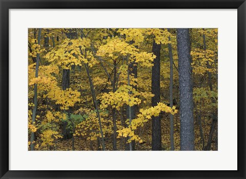 Framed Sugar Maples and Black Cherry in Litchfield Hills, Kent, Connecticut Print