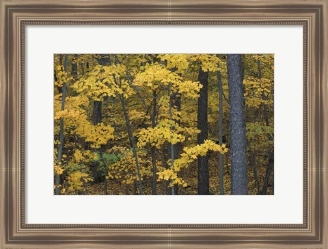 Framed Sugar Maples and Black Cherry in Litchfield Hills, Kent, Connecticut Print