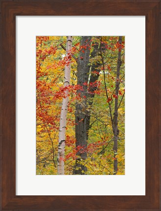 Framed Fall in a Mixed Deciduous Forest in Litchfield Hills, Kent, Connecticut Print