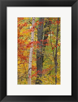 Framed Fall in a Mixed Deciduous Forest in Litchfield Hills, Kent, Connecticut Print