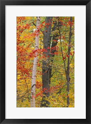 Framed Fall in a Mixed Deciduous Forest in Litchfield Hills, Kent, Connecticut Print