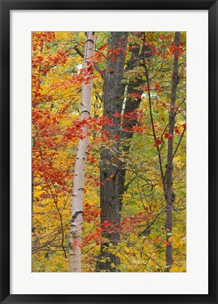 Framed Fall in a Mixed Deciduous Forest in Litchfield Hills, Kent, Connecticut Print