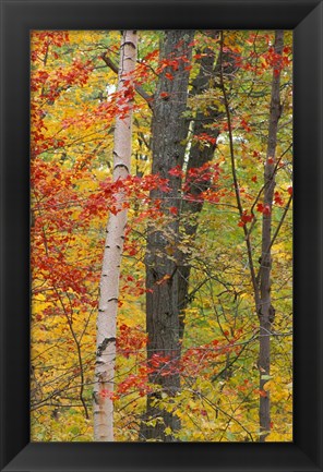 Framed Fall in a Mixed Deciduous Forest in Litchfield Hills, Kent, Connecticut Print