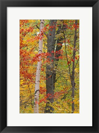 Framed Fall in a Mixed Deciduous Forest in Litchfield Hills, Kent, Connecticut Print