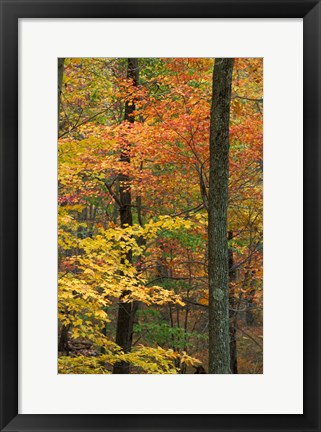 Framed Oak-Hickory Forest in Litchfield Hills, Connecticut Print